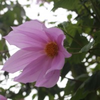 <i>Dahlia imperialis</i>  Roezl ex Ortgies